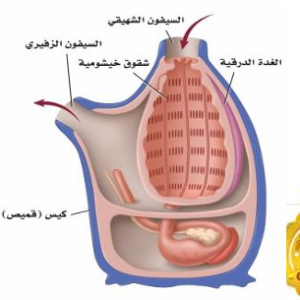 احياء 2-1 (الثاني الثانوي)